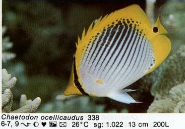 Chaetodon ocellicaudus
